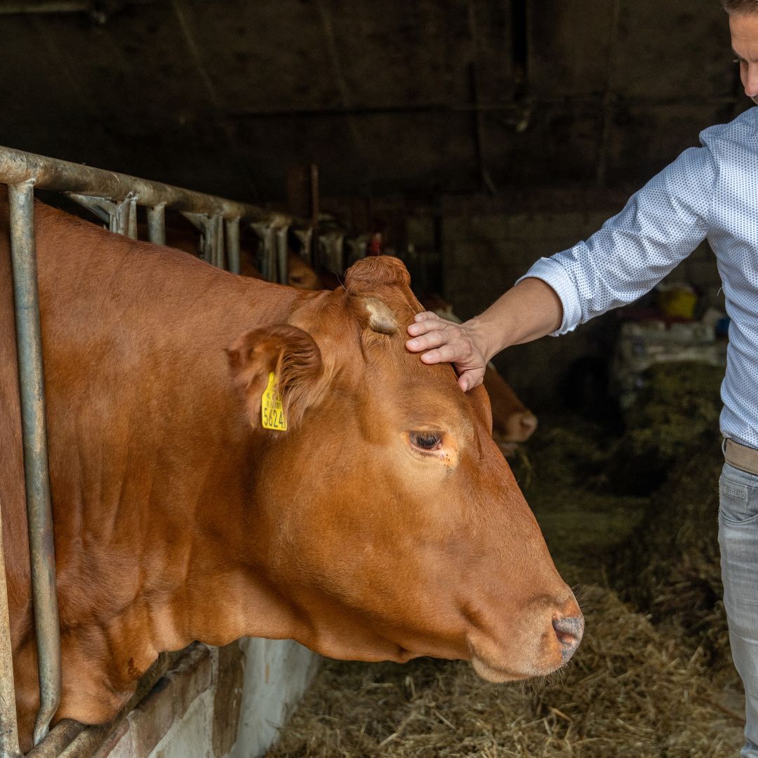 Koe bij Boerderij Höppener
