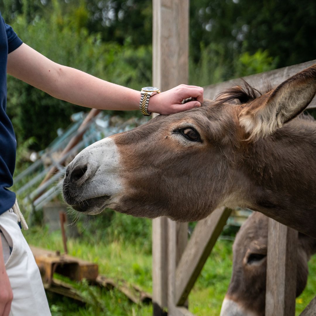 Boerderjispel bij Boerderij Höppener in Bocholtz