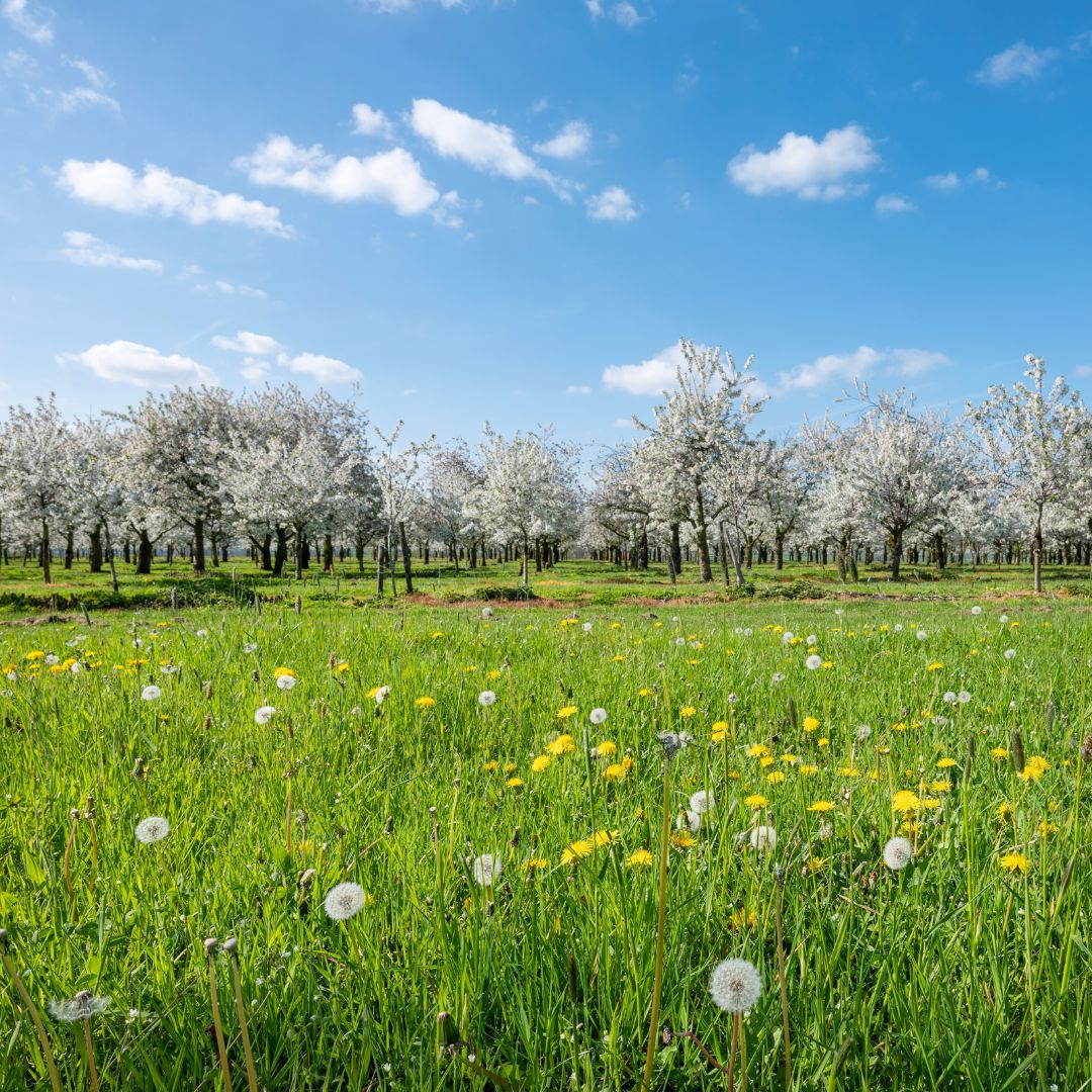 lente en bloesem