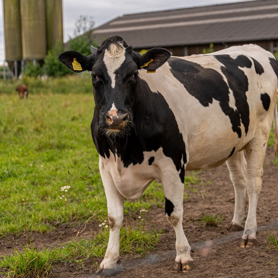 Boerderij en kaas safari bij Mildershoof in Nederweert