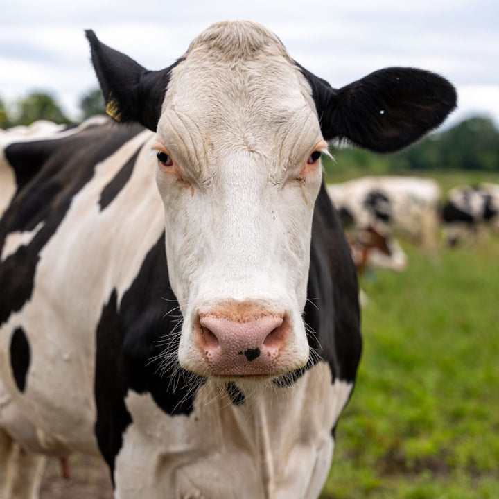 Boerderij en kaas safari bij Mildershoof in Nederweert