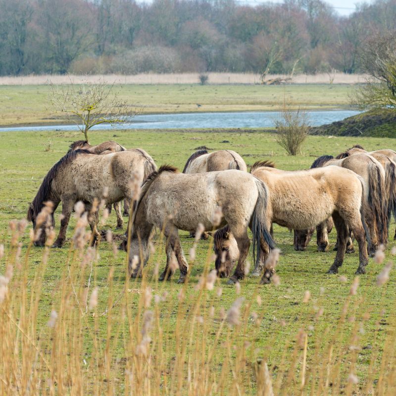 paarden in wei