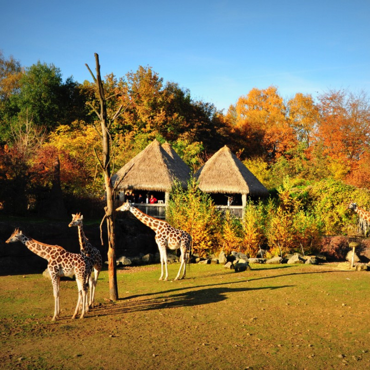 Bourgondisch GaiaZOO arrangement | Privétour met GaiaGids & Lunchen By Iris