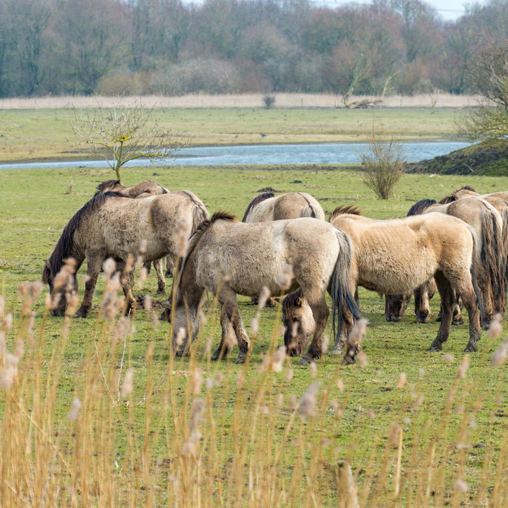 Wandeling Asseltse Plassen bij Grand Café de Boei