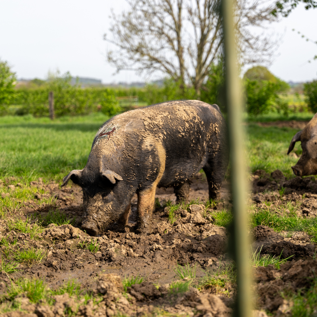 Kuusj Safari incl. Hoederslunch bij Varkenshoederij Kuusj in Hilleshagen