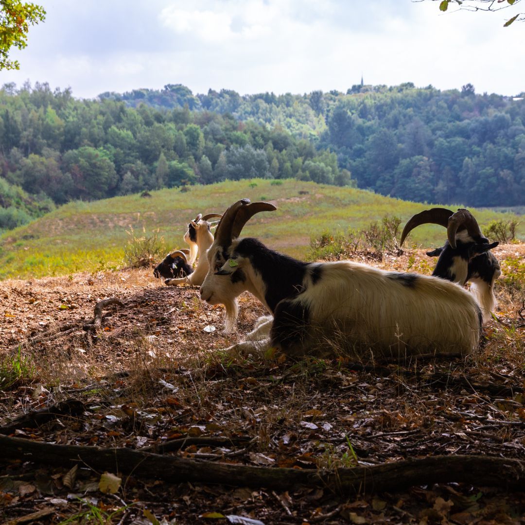 Wandelen Valkenburg, Berg en Terblijt, Geulhem