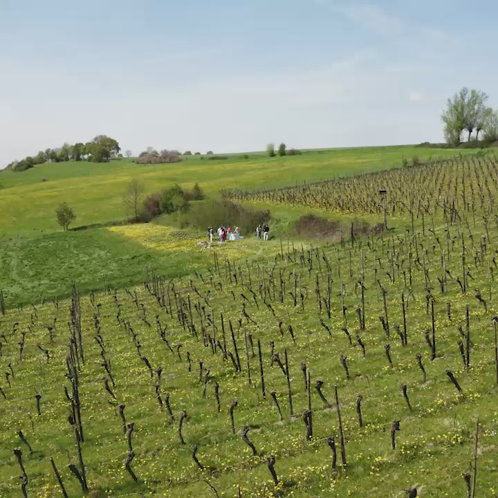 Wijn & Spijs Wandeling | Voerendaal & Wijlre