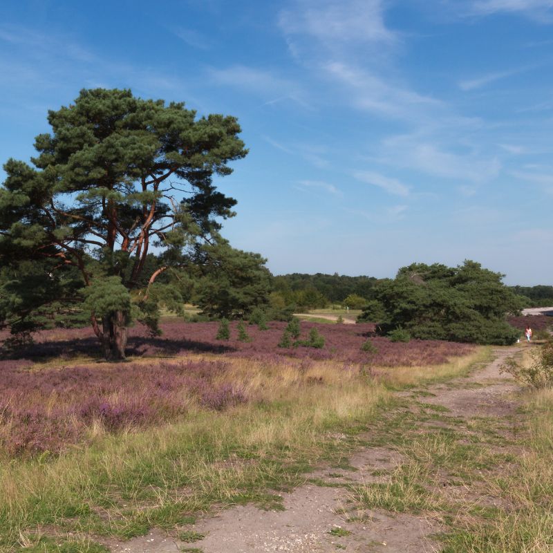 wandelen Brunssummerheide