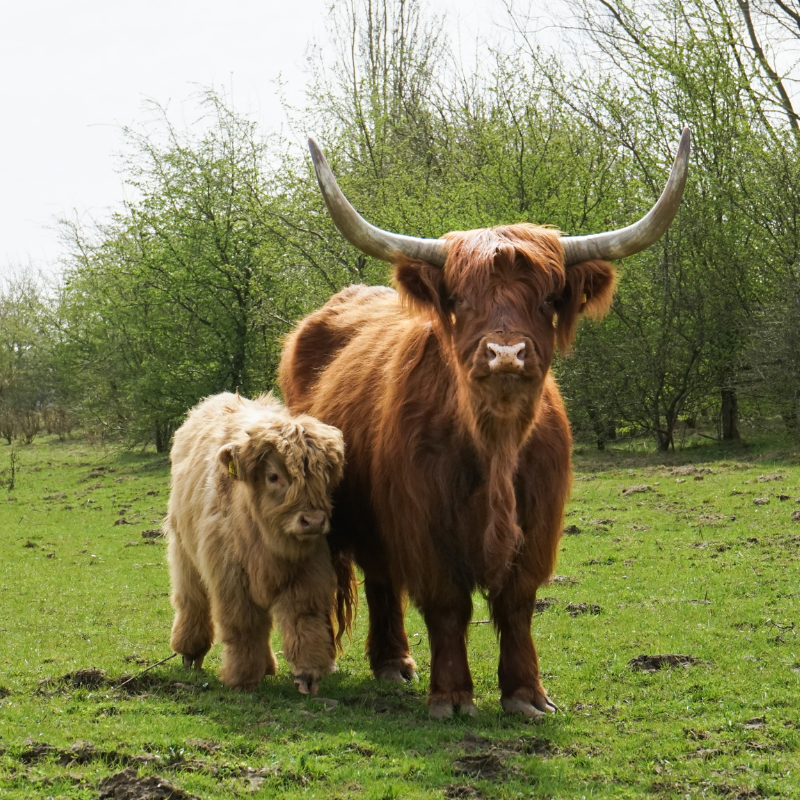 wandelen Schinveld