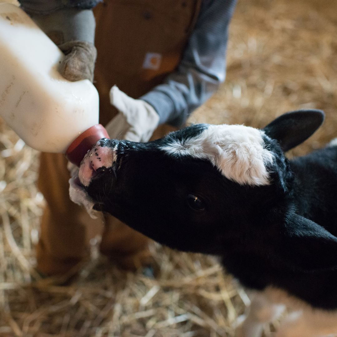 Boerderij Safari bij Het Loeigoed in Simpelveld